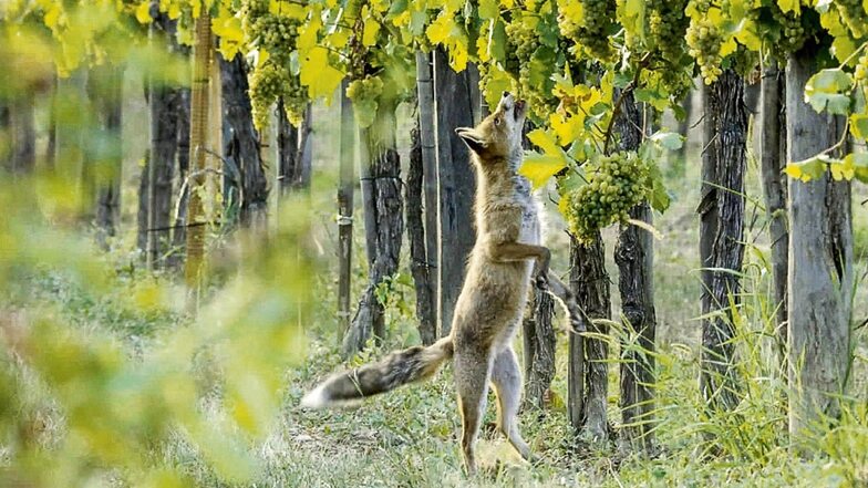 Die Trauben hängen offenbar doch nicht zu hoch. Nicht nur Waschbären, sondern auch Füchse fühlen sich in Weinbergen wohl. Unser Bild zeigt einen hungrigen Fuchs im Badischen.