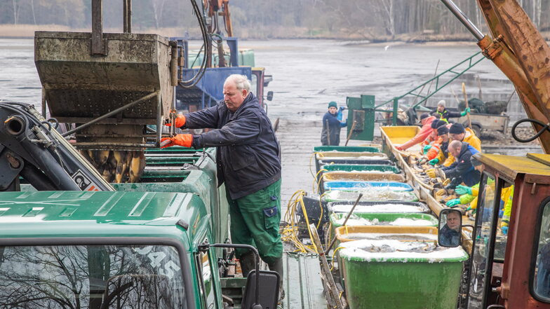 In der Teichwirtschaft von Armin Kittner in Petershain wurde im Großteich am Dienstag abgefischt.