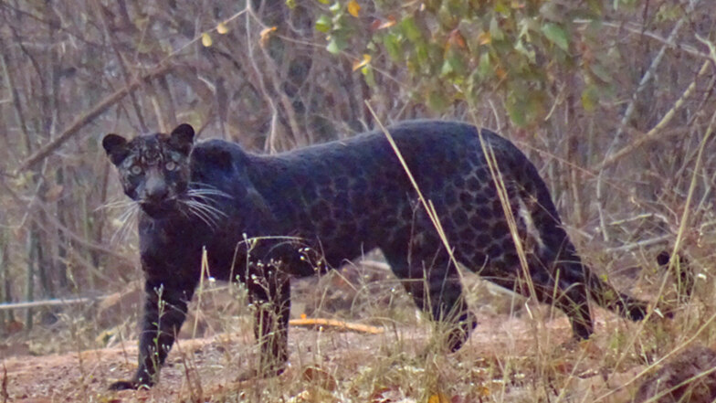Aus der Nähe betrachtet, zeigt das Fell des Schwarzen Panthers das für Leoparden typische Muster.
