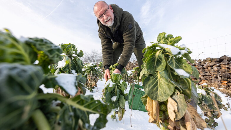 Aus dem Schnee frisch auf den Tisch: Gemüsebauer Thomas Spindler erntet Rosenkohl auf seinem Feld in Döbra bei Liebstadt.