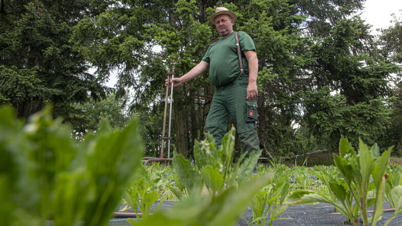 Bisher nur grün, in einigen Wochen vielfarbig: Auf 20 Meter langen Feldern hat Heiko Petasch von der gleichnamigen Gärtnerei im Kamenzer Herrental Astern angepflanzt, die eigentlich fürs Forstfest bestimmt sind. Doch das fällt dieses Jahr aus.