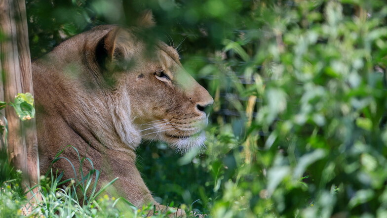 Zoo Leipzig: Löwin bringt vier Junge zur Welt