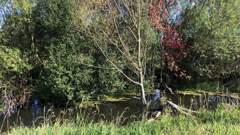 Angenagte Bäume, deren Kronen im Wasser liegen, geben Hinweise auf ein Bibervorkommen an der Schwarzen Röder in Fischbach