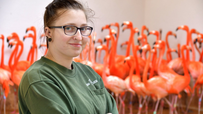 Zoo Dresden: Flamingos dürfen endlich raus