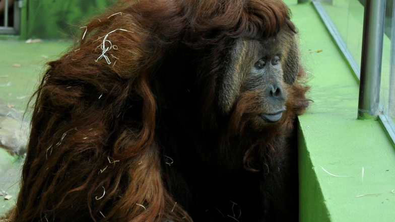 Der Orang-Utan Ferda in seinem Gehege im Zoo im tschechischen Usti nad Labem.