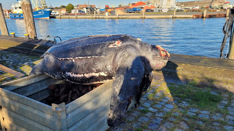 Große Schildkröte in der Nordsee entdeckt