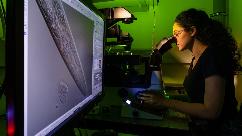 Würmer unterm Mikroskop: Doktorandin Lama Mohsen untersucht am Fluoreszenzmikroskop das Schlafneuron von C. elegans, hier in Rot sichtbar.
