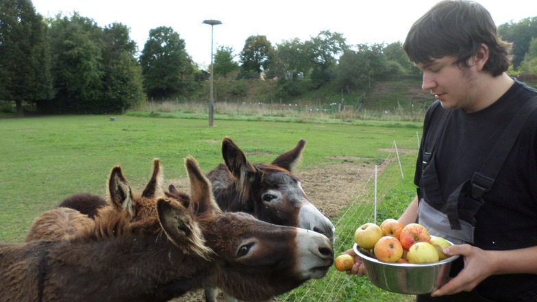 David Buschhaus füttert die Esel mit leckeren Äpfeln. Auch zum Bauernmarkt am 3. Oktober werden die Esel mit Äpfeln überrascht. Diese gibt es aber nur als Leckerei zum Festtag.
