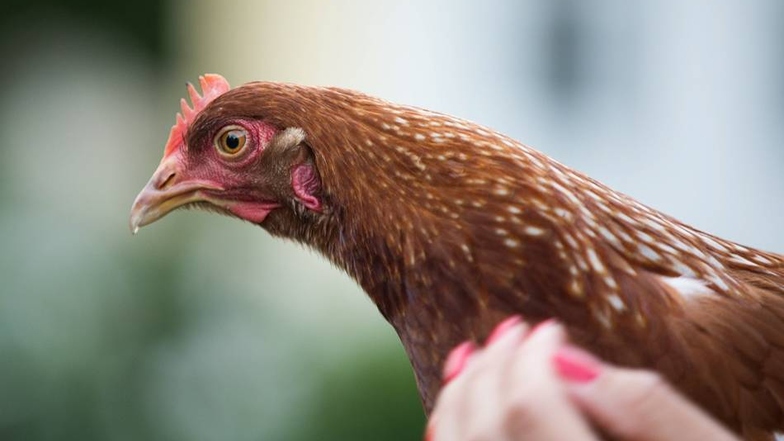 Die Polizei, die Gerda so intensiv beschäftigt hat, „wünscht Huhn Gerda einen friedvollen und vor allem gefahrlosen Lebensabend“.