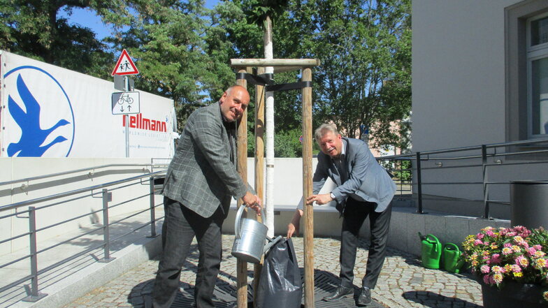 Jens Wallrabe (l.), Präsident des Rotary Clubs Radebeul, und OB Bert Wendsche befüllen den Gießsack für die Japanische Nelkenkirsche vor der Tourist-Information an der Hauptstraße
in Radebeul-Ost.