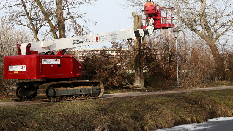 Mit Hilfe einer Hebebühne sind auch in der Vergangenheit Bäume am Elbe-Röder-Floßgraben Stück für Stück gesägt worden.