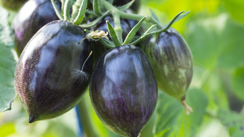 Seit Jahren beschäftigt sich Birgit Kempe mit alten und wilden Tomatensorten wie der Purple Dragon. Seit die Tomaten im 16. Jahrhundert von Mittel- und Südamerika nach Europa gelangten, entstanden Tausende Sorten in vielen Farben, Formen und Größen. Nur e