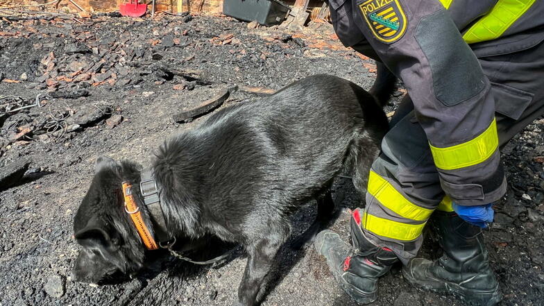 Ein speziell ausgebildeter Hund, der kleinste Mengen an Brandbeschleunigern erschnüffeln kann, hilft bei der Spurensuche.