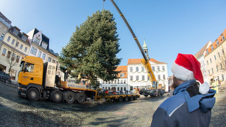 Auf dem Marktplatz in Radeberg wurde der Weihnachtsbaum aufgestellt. Es handelt sich um ein besonders schönes Exemplar.