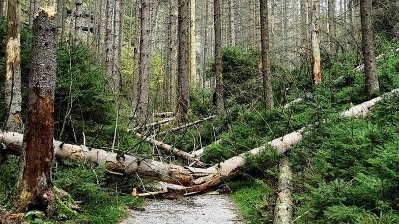 Umgestürzte Fichten blockierten Wanderweg in der Sächsischen Schweiz. Auslöser ist der Borkenkäfer.