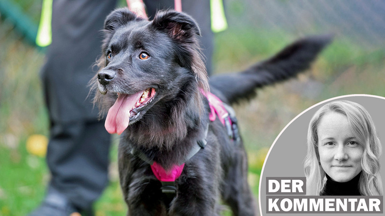 Erhöhung der Hundesteuer in Radeberg: Eine vertane Chance