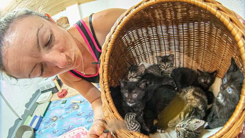 Ein Blick ins Glück: Aimeé Zille schaut auf einige der rund 40 Katzenbabies, die derzeit im Tierheim Horka auf ihre Vermittlung warten.