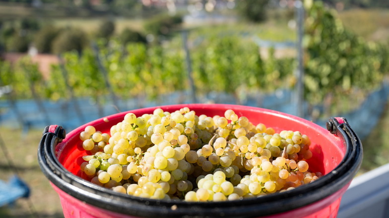 Ein Eimer, gefüllt mit Trauben der Sorte Riesling, steht bei der Weinlese auf dem Weingut Schloss Proschwitz in einem Weinberg.