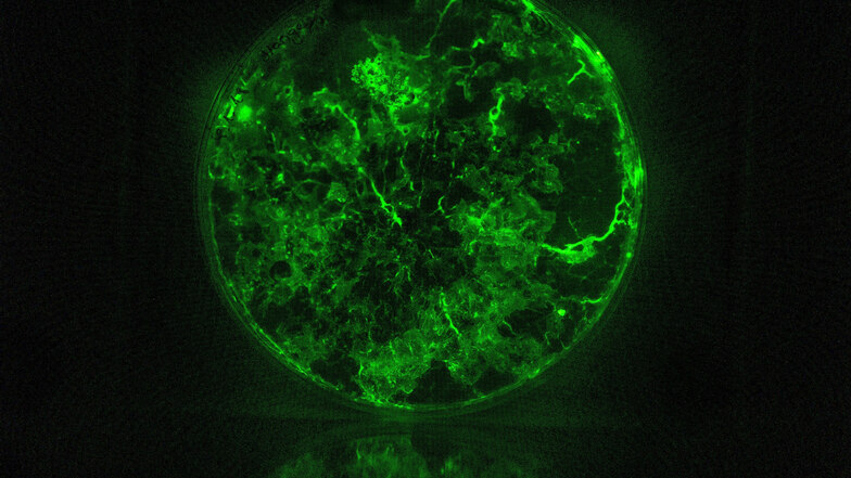 Mystisch grünes Leuchten im Labor. Es ist ein Pilz.