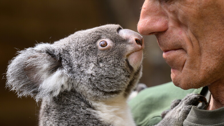 Tierpfleger Olaf Lohnitz mit Koala Sydney. Die Beuteltier-Dame ist von ihrem rund sechsmonatigen Aufenthalt im Zoo Duisburg nach Dresden zurückgekehrt und seit ein paar Tagen wieder in ihrem Schaugehege zu sehen.