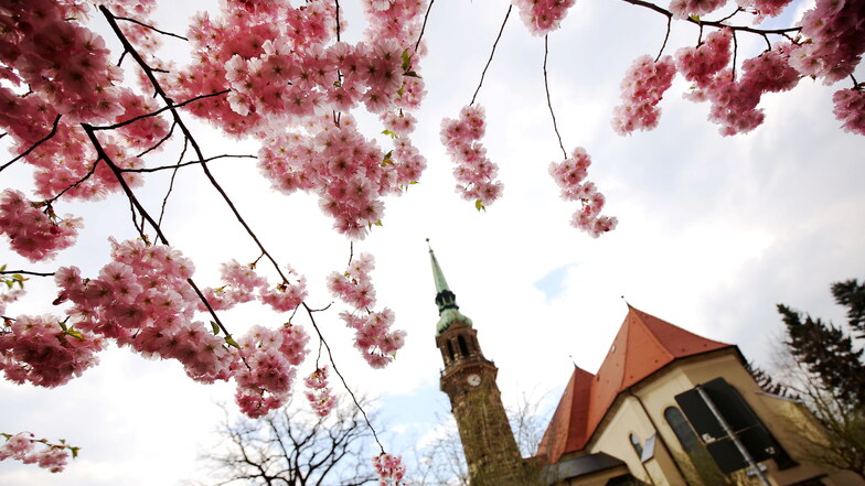 Die Radeberger Stadtkirche - hier im Frühling fotografiert.