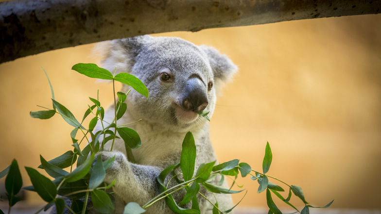 Koala Mullaya beim Eukalyptus-Frühstück.
