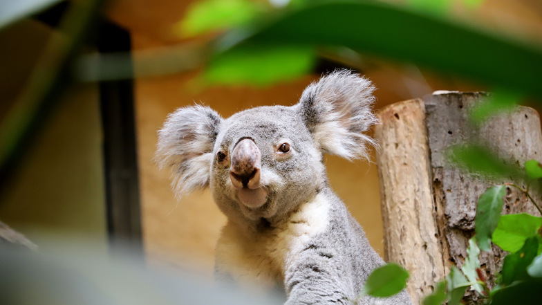 Im Zoo Dresden bekommen die
Koalas das Laub von rund
20 verschiedenen Arten Eukalyptus.