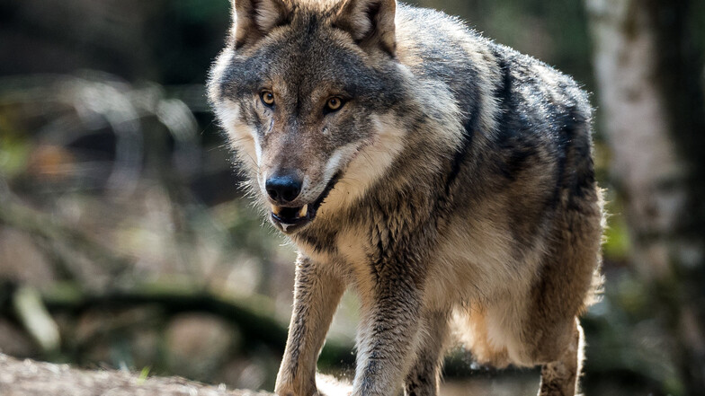 Der Wolf ist in der Dresdner Heide angekommen: Hier hat sich ein Rudel mit mehreren Jungtieren niedergelassen.