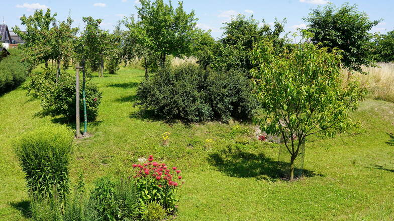 Statt Obstbäume Häuser: Die Anlieger im Wohngebiet "Am Ton" in Gauernitz fürchten um  diese Streuobstwiese, falls es zum Bau neuer Eigenheime in dem Gebiet kommen sollte.