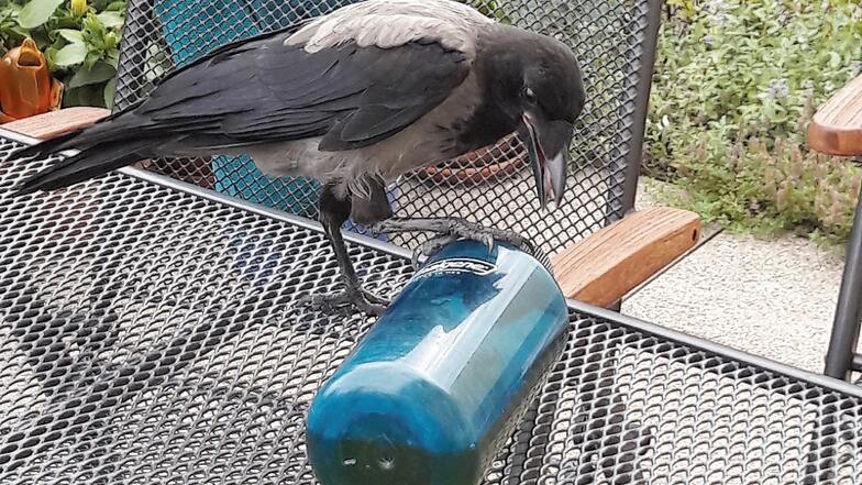 Auf diesem Gartentisch spielte die Krähe am Wochenende mit einer Trinkflasche. Das Tier zeigte keinerlei Scheu, ließ sich sogar streicheln. Doch schnell waren die Anwohner von der aufdringlichen Art des Vogels genervt.