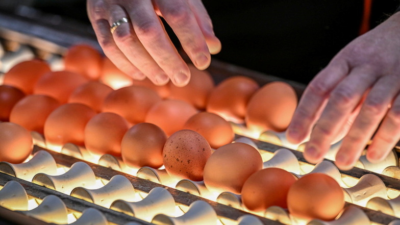 Frische Eier werden in der Packstation mit Licht auf ihre Qualität und Frische geprüft. In Sachsen haben im vorigen Jahr Hühner 931 Millionen Eier gelegt.