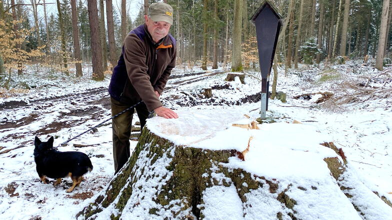 Christian Sturm dreht mit seinem Hund Kelly oft auf dem Karasek-Ringwanderweg bei Seifhennersdorf seine Gassi-Runden. Er fand es sehr schade, dass der über 100 Jahre alte Baum wegen dem Borkenkäferbefall gefällt werfen musste.