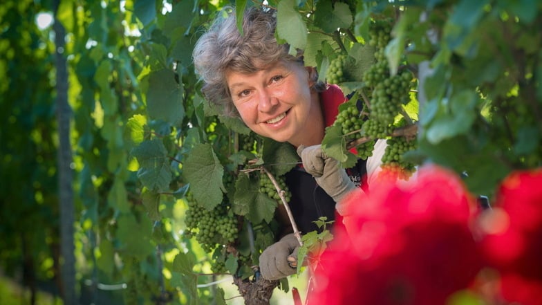 Andrea Leder übernahm 2014
übernahm das
Weingut Matyas in
Coswig von ihren
Eltern.