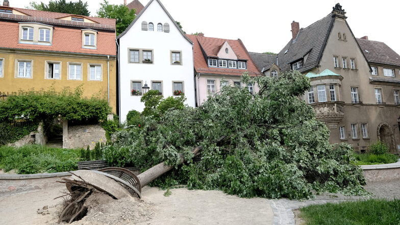 Die "Pohlack-Linde" hinter der Frauenkirche hat den Sturm am Freitag nicht überstanden.