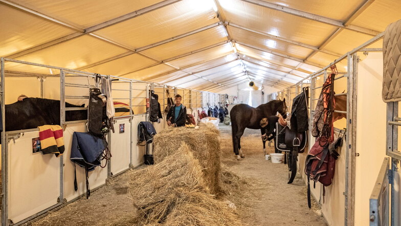 61 Pferde zählt die Show in diesem Jahr. Die Tiere sind in mehreren beheizten Zelten untergebracht.