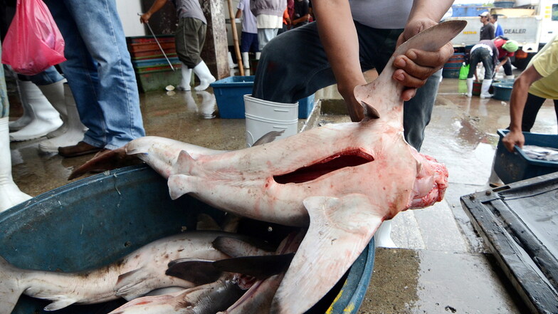 Ein philippinischer Fischer entfernt die Finne von einem Blauhai. Zum Abschluss der Weltartenkonferenz Cites in Panama haben die Vertreter von 184 Staaten ein Schutzpaket für fast 100 Hai- und Rochenarten bestätigt.