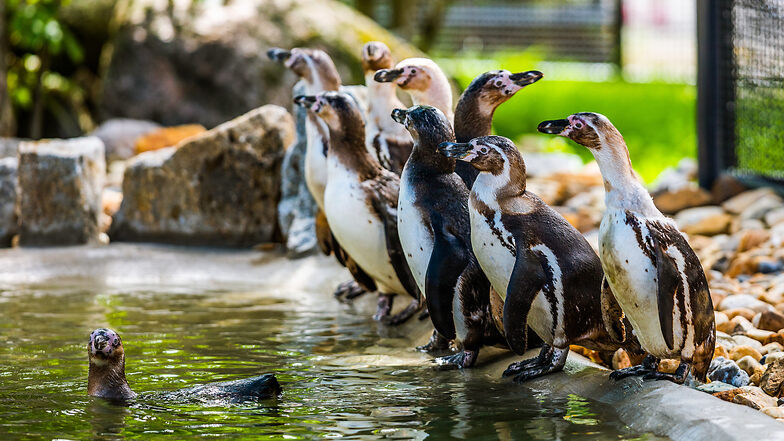 Diese Foto entstand bei der Einweihung der umgebauten Pinguin-Anlage im Hoyerswerdaer Zoo im vorigen Jahr. Da war die zehnköpfige Pinguin-Gruppe noch komplett. Ein Tier ist in der Zwischenzeit an den Folgen einer Verletzung an einem Flügel gestorben. Wi