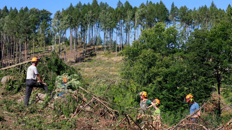 Absprache über das weitere Vorgehen am Mühlsteinberg: Die Baumfällarbeiten im unwegsamen Gelände an der Straße nach Lückendorf sind schwierig, umfangreich und gefährlich. Die Straße muss deshalb voll gesperrt bleiben - voraussichtlich bis zum 11. September.