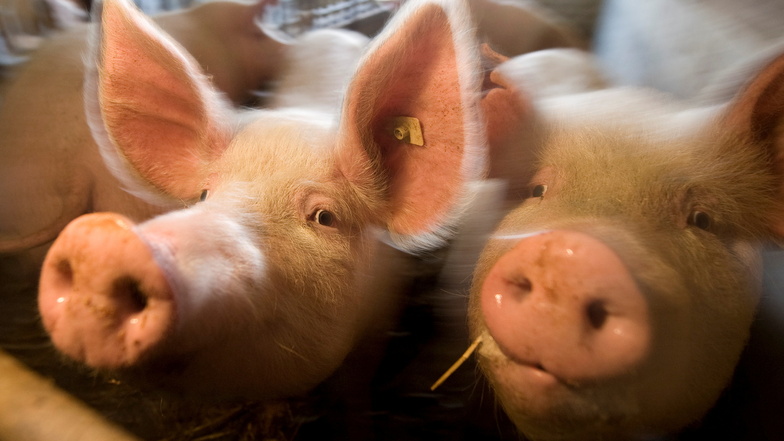Stirbt die Schweinehaltung in der Oberlausitz aus?