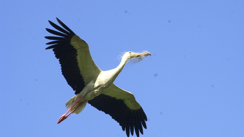 Ein Storch im Anflug auf seinen Horst mit Nistmaterial im Schnabel. Dieses Foto entstand im nahen Görzig, das ebenfalls zum Vogelschutzgebiet Unteres Rödertal gehört.