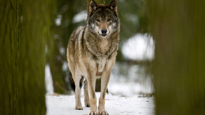 Ein Wolfsrudel aus einem Elternpaar und zwei Welpen wurde in Tautewalde nachgewiesen. Ein Welpe wurde jedoch schon bei einem Unfall getötet.