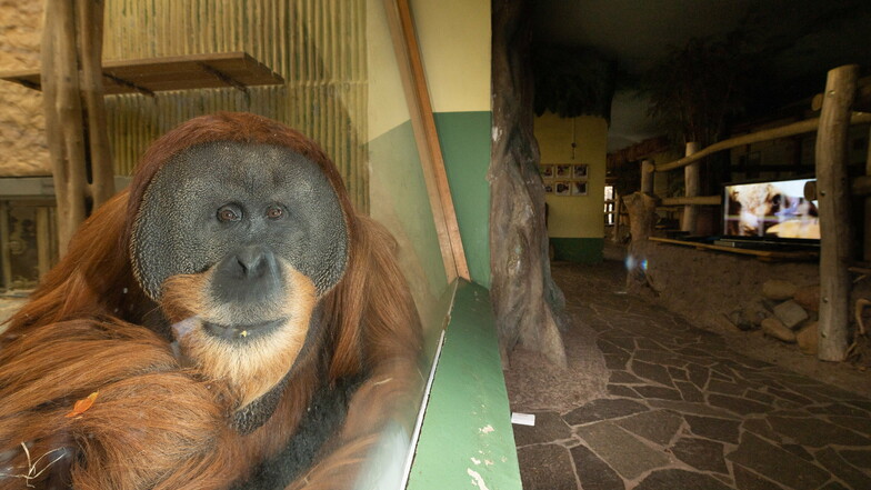 Orang-Utan Toni freut sich über die Abwechslung, die das SZ-Team in den Zoo bringt, und beobachtet ganz genau.