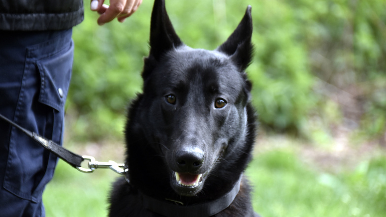 Buddy ist der neue Azubi der Diensthundeführerin Elena Effenberger