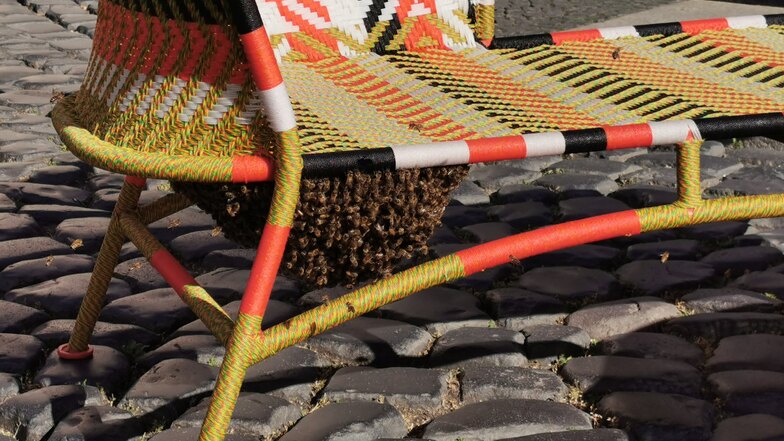 Görlitz: Bienenschwarm klebt an Liegestuhl