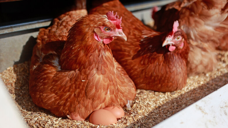 Sachsens Hühner legten 2023 weniger Eier