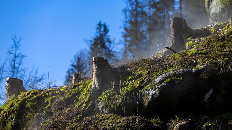 Borkenkäfer: Hohnstein lässt den Rest-Wald abholzen