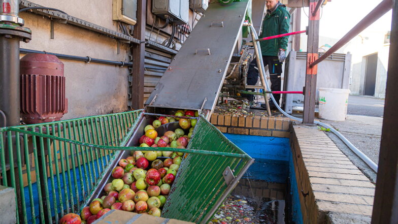 Bevor die Äpfel gepresst werden können, müssen sie gewaschen, sortiert und zerkleinert werden.