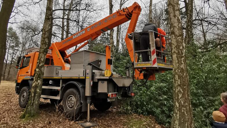 Nur mit Hilfe eines Baumpflegedienstes und schwerer Technik gelang es, den kleinen Kater von einem hohen Baum im Kromlauer Park herunter zu holen.