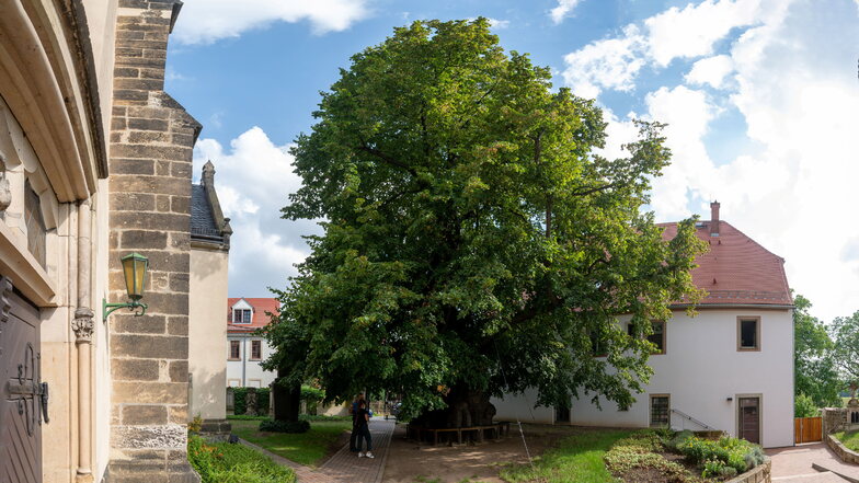 Der älteste Baum Dresdens, eine Sommerlinde, steht auf dem Kirchhof in Kaditz.