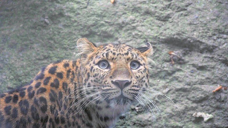 Die Leoparden im Liberecer Zoo sollen in diesem Jahr einen neuen Pavillon bekommen.